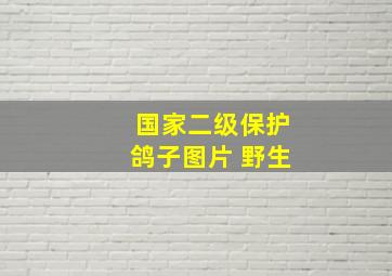 国家二级保护鸽子图片 野生